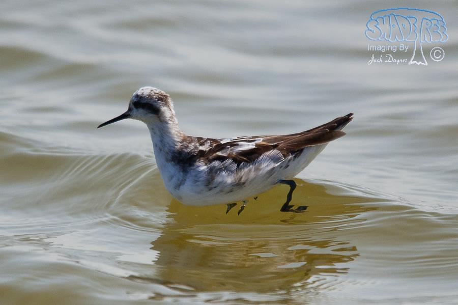 Red-Necked Phalarope - Phalaropus lobatus