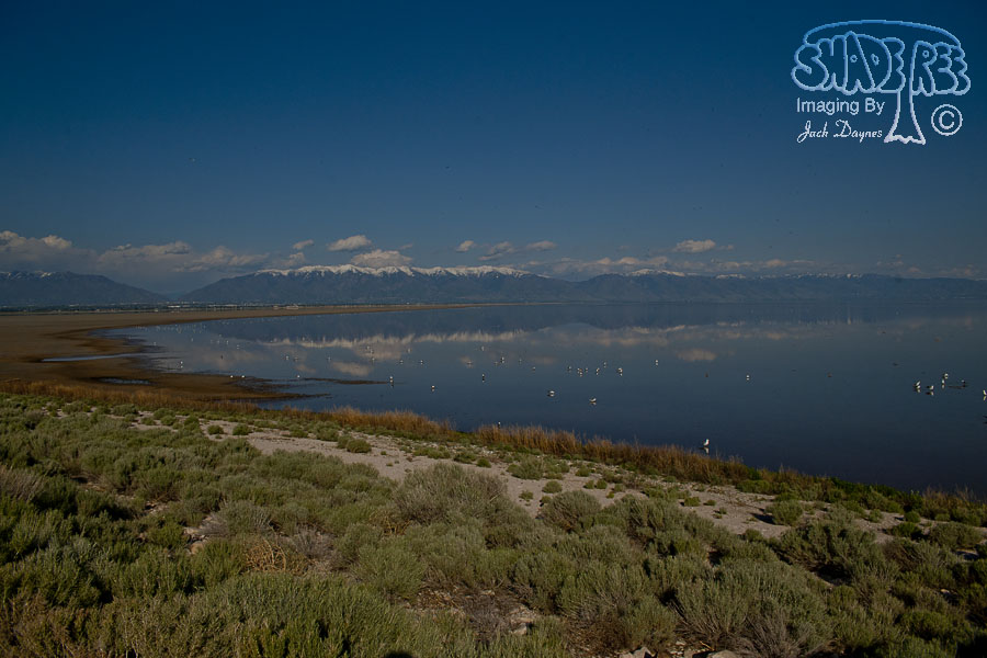 Scenery at Antelope Island - Scenery