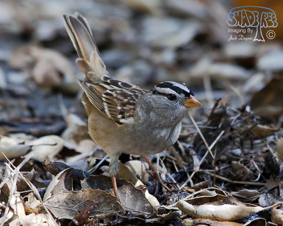 White-Crowned Sparrow - Zonotrichia leucophrys