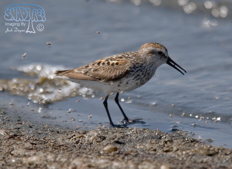 Western Sandpiper - Calidris mauri