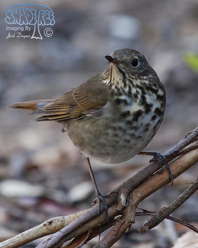 Hermit Thrush - Catharus guttatus