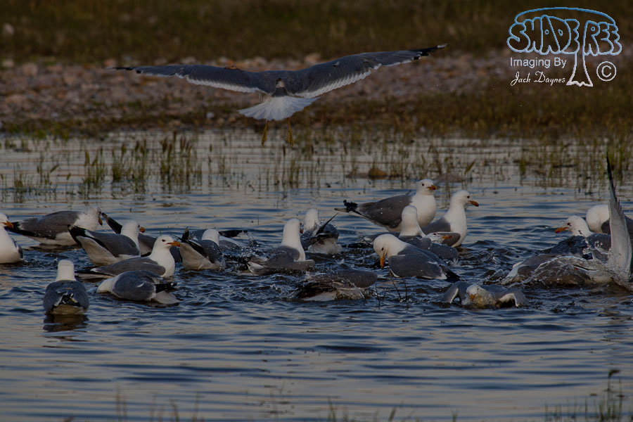California Gull - Larus californicus