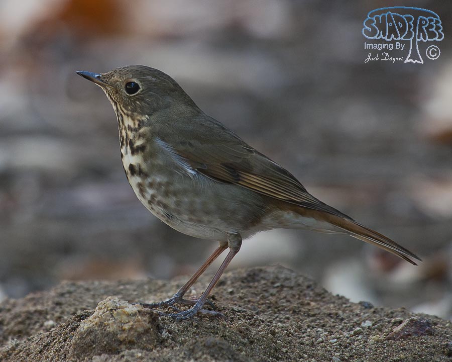Hermit Thrush - Catharus guttatus