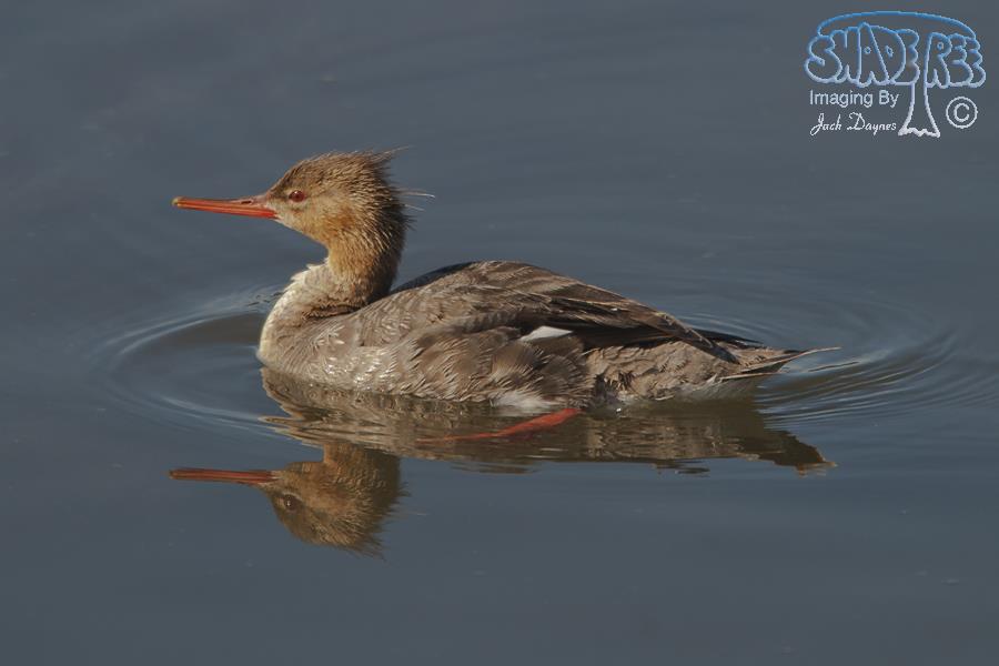 Red-Breasted Merganser - Mergus serrator