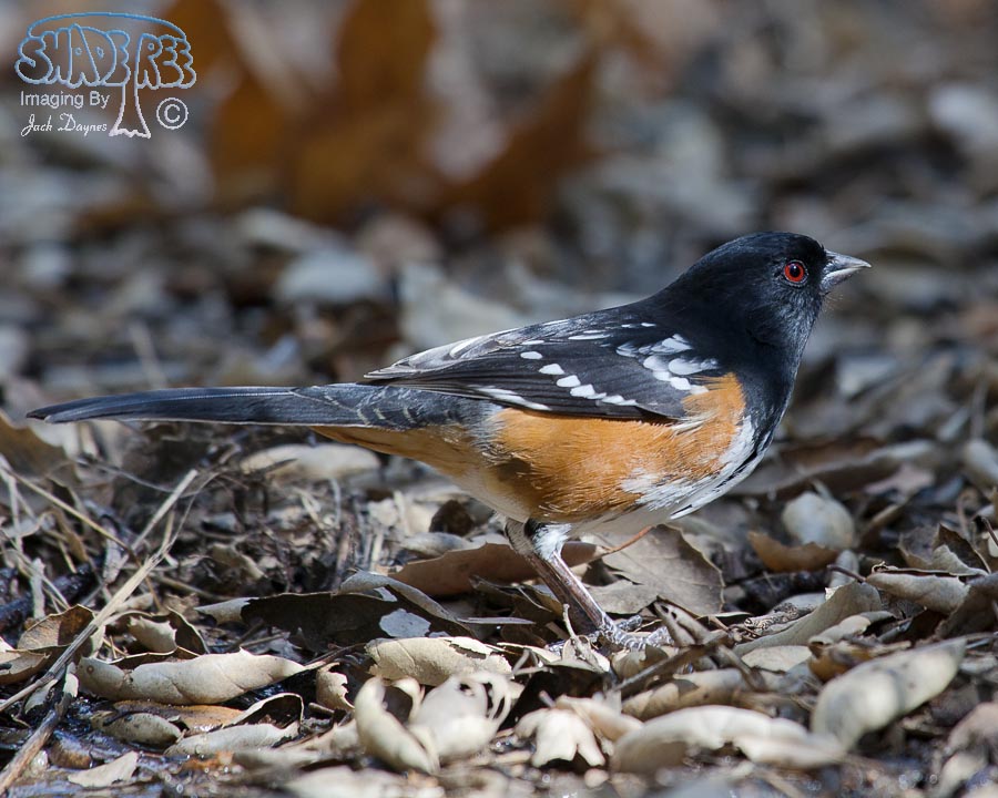 Spotted Towhee - Pipilo maculatus