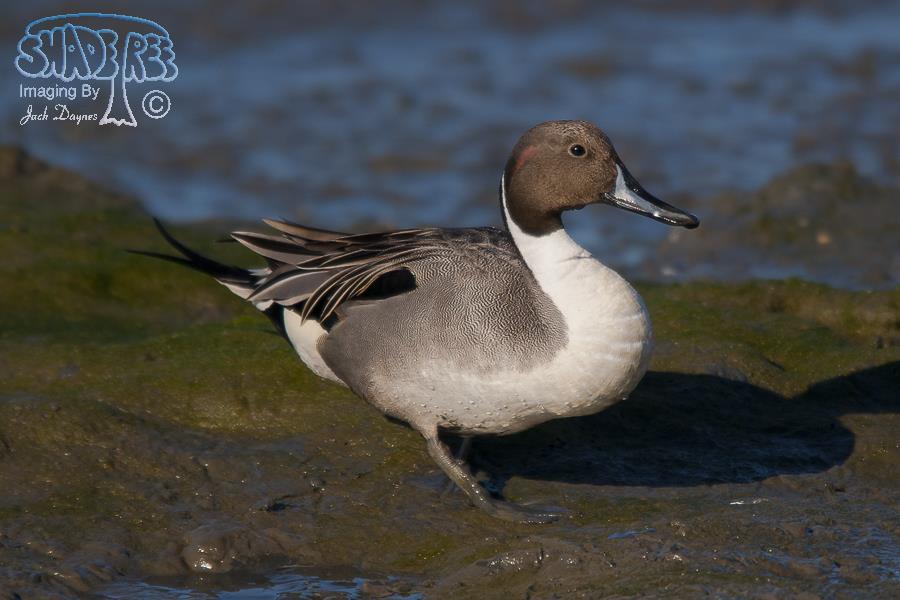 Northern Pintail - Anas acuta