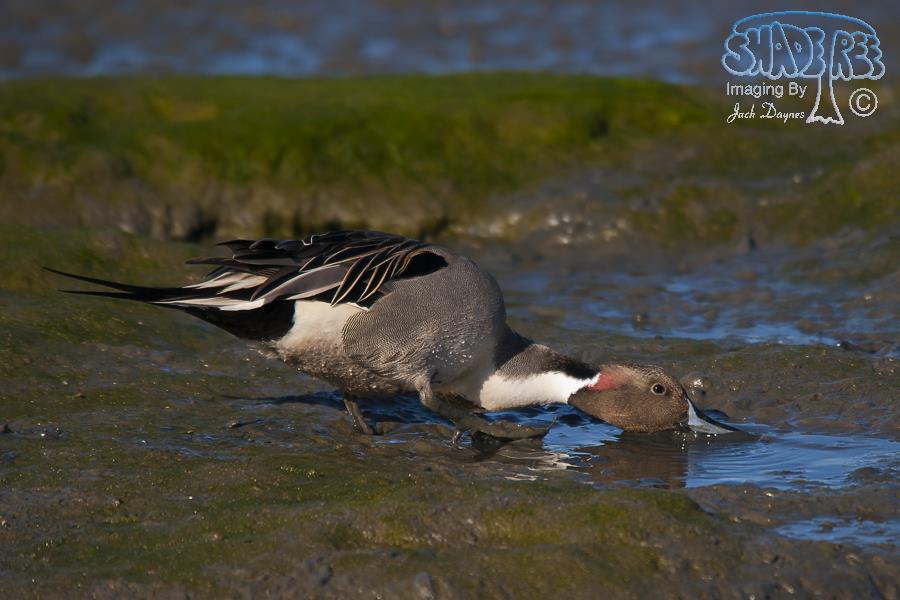 Northern Pintail - Anas acuta