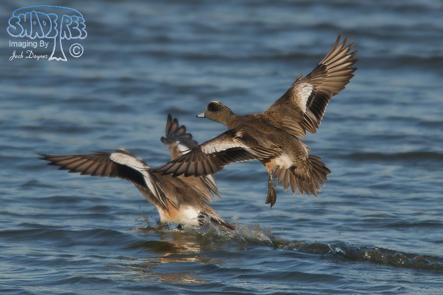 American Wigeon - Mareca americana
