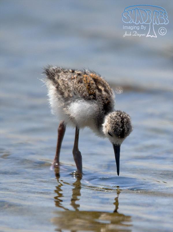 Black-Necked Stilt - Himantopus mexicanus