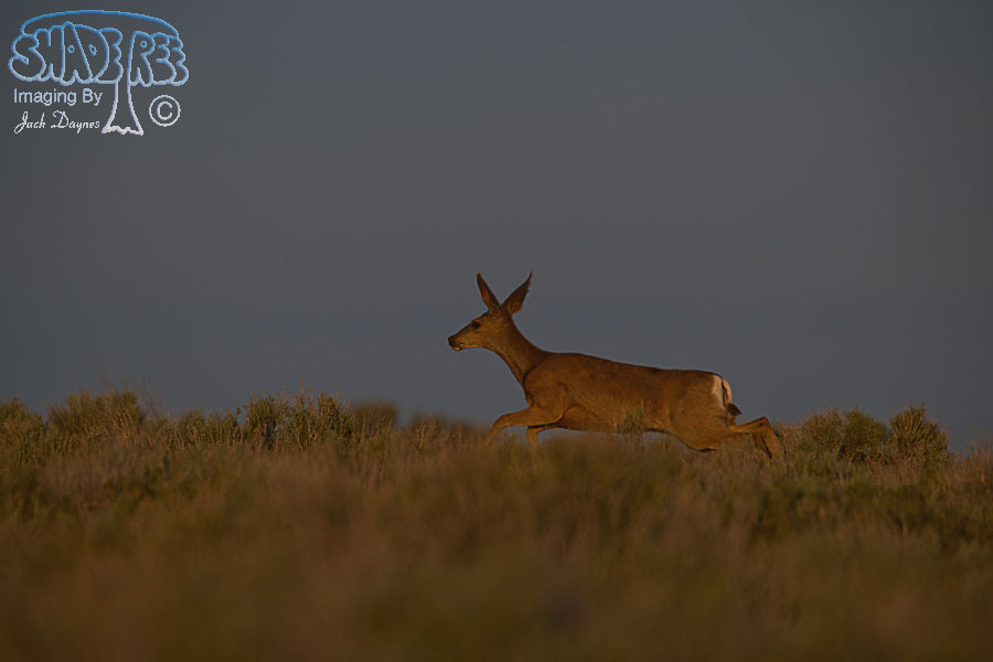 Mule Deer - Odocoileus hemionus