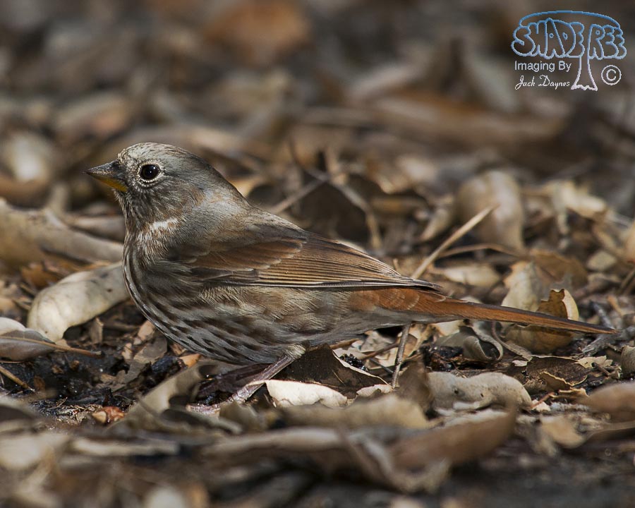 Fox Sparrow - Passerella iliaca