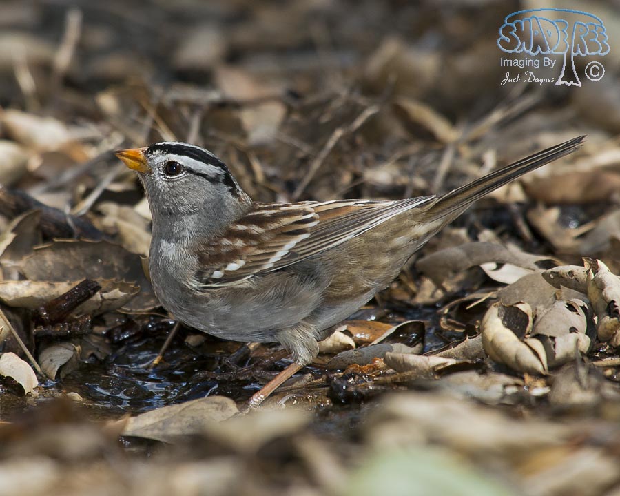White-Crowned Sparrow - Zonotrichia leucophrys