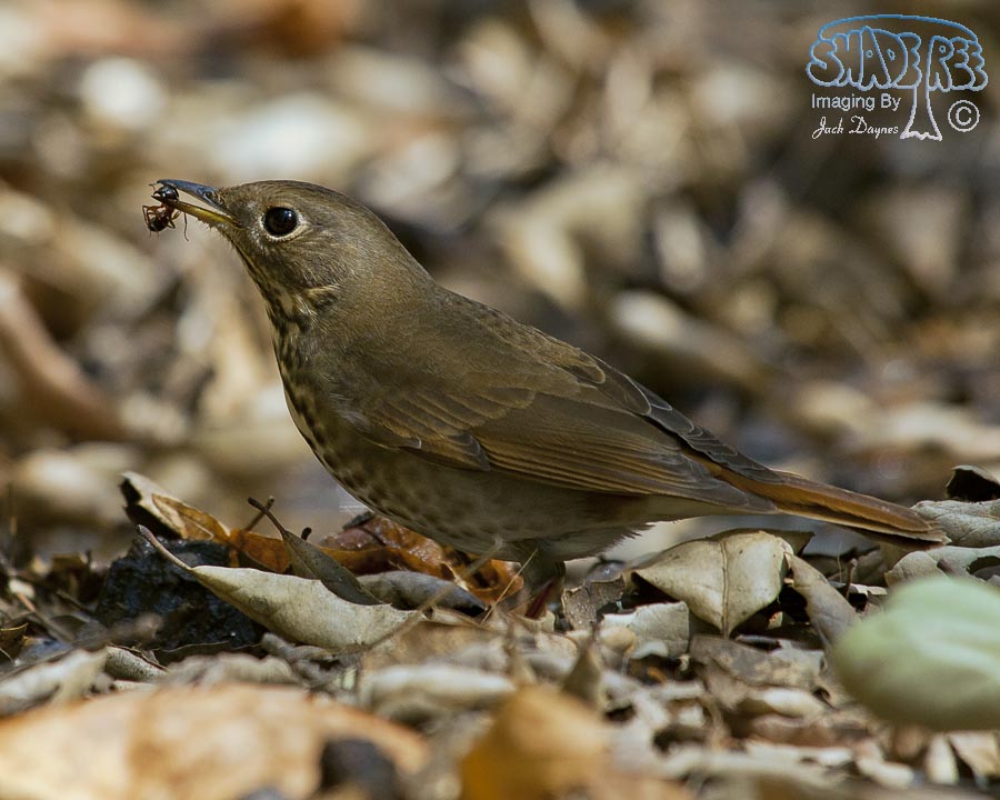 Hermit Thrush - Catharus guttatus