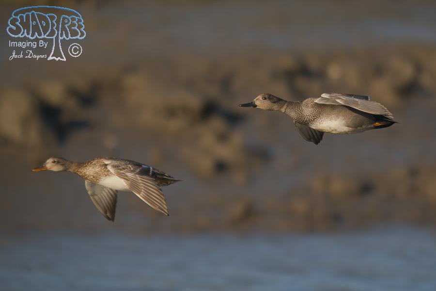 Gadwall - Mareca strepera