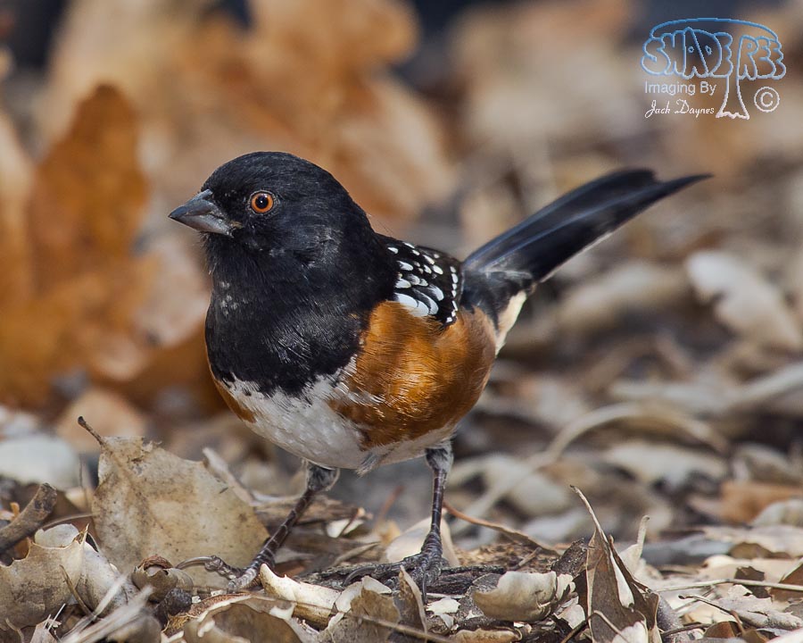 Spotted Towhee - Pipilo maculatus