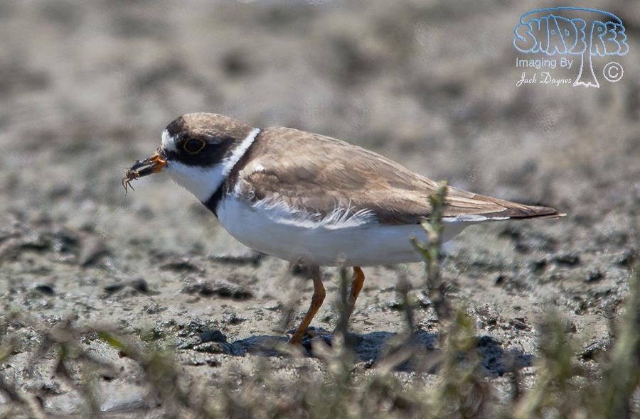 Semipalmated Plover - Charadrius semipalmatus