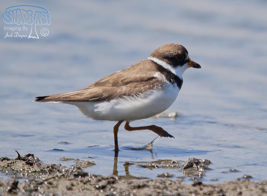 Semipalmated Plover - Charadrius semipalmatus
