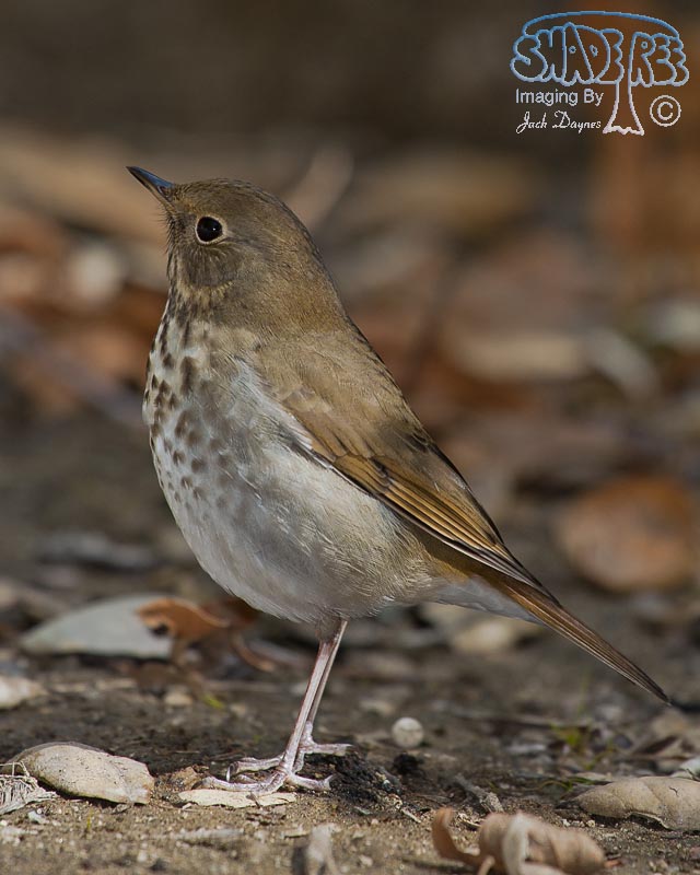 Hermit Thrush - Catharus guttatus