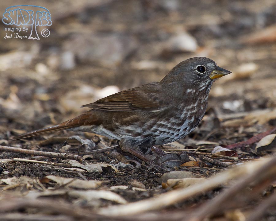 Fox Sparrow - Passerella iliaca