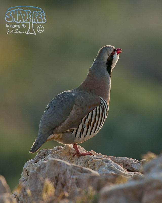 Chukar - Alectoris chukar
