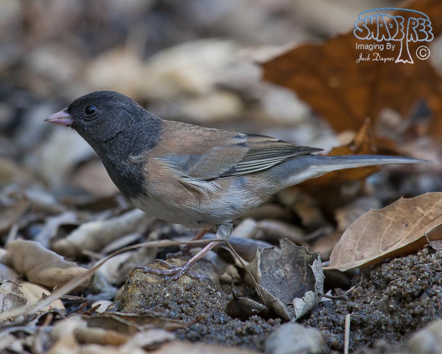 Dark-Eyed Junco - Junco hyemalis