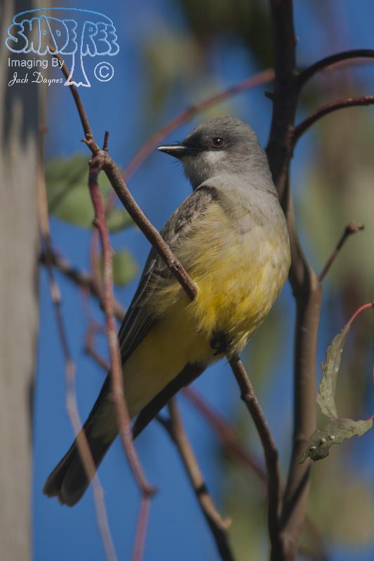 Cassin's Kingbird - Tyrannus vociferans