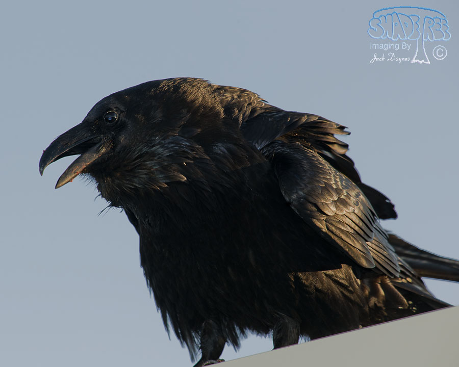 Common Raven - Corvus corax
