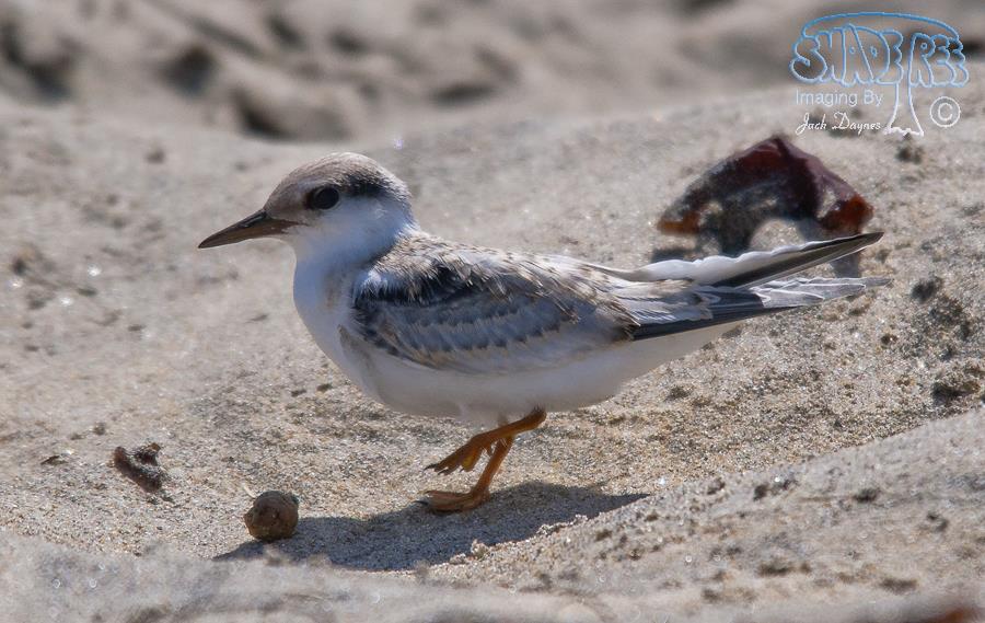 Least Tern - Sternula antillarum