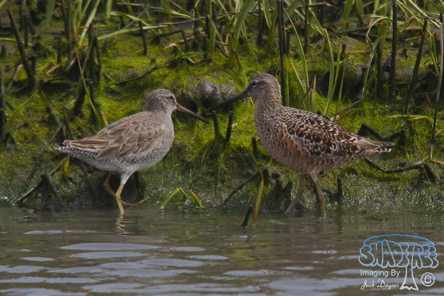 Short-Billed Dowitcher - Limnodromus griseus
