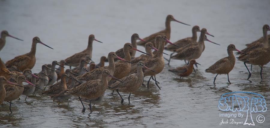 Marbled Godwit - Limosa fedoa