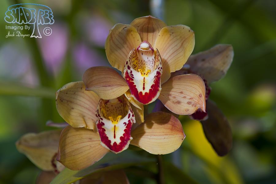 Orchid - Unknown