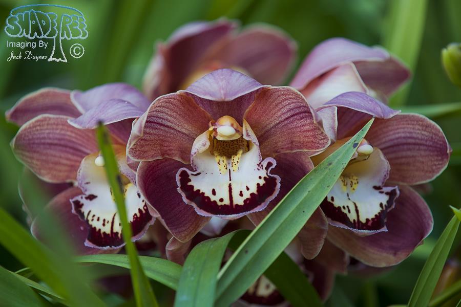 Orchid - Unknown