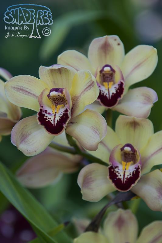 Orchid - Unknown