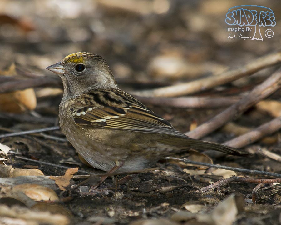 Golden-Crowned Sparrow - Zonotrichia atricapilla