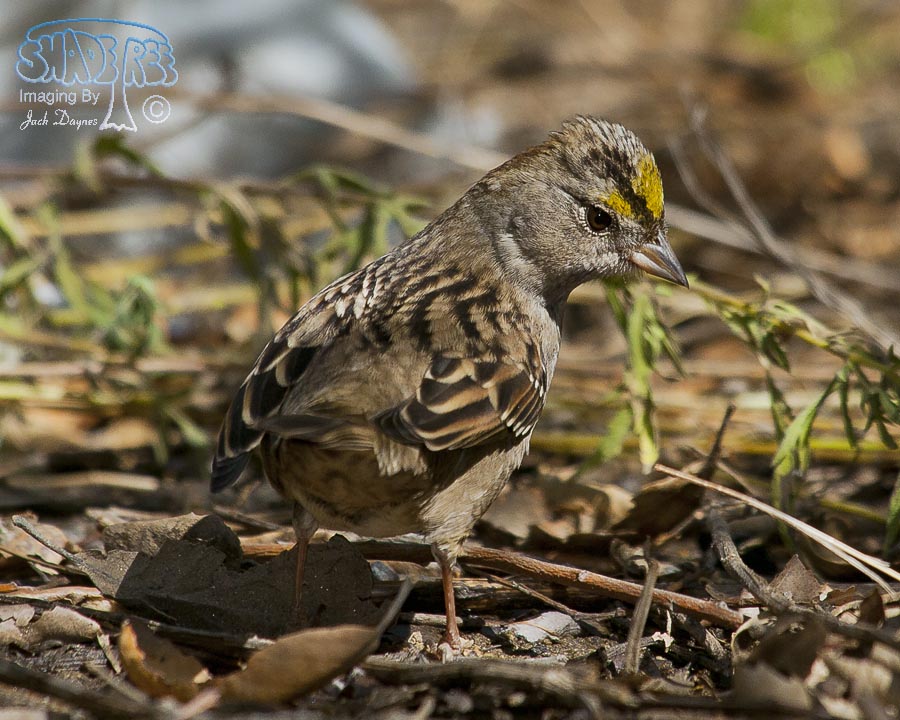 Golden-Crowned Sparrow - Zonotrichia atricapilla