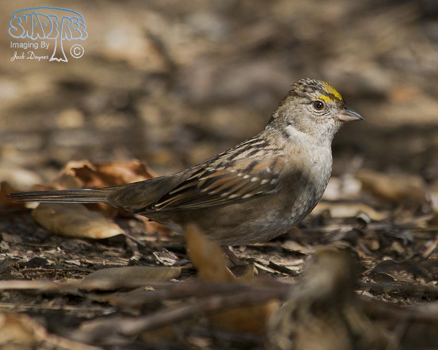 Golden-Crowned Sparrow - Zonotrichia atricapilla