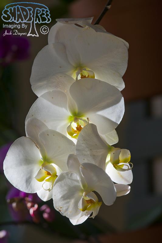 Orchid - Unknown