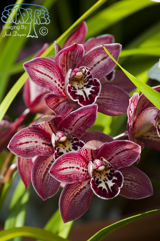 Orchid - Unknown