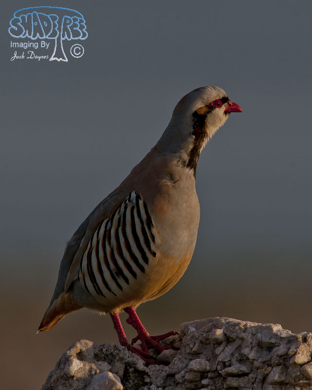 Chukar - Alectoris chukar