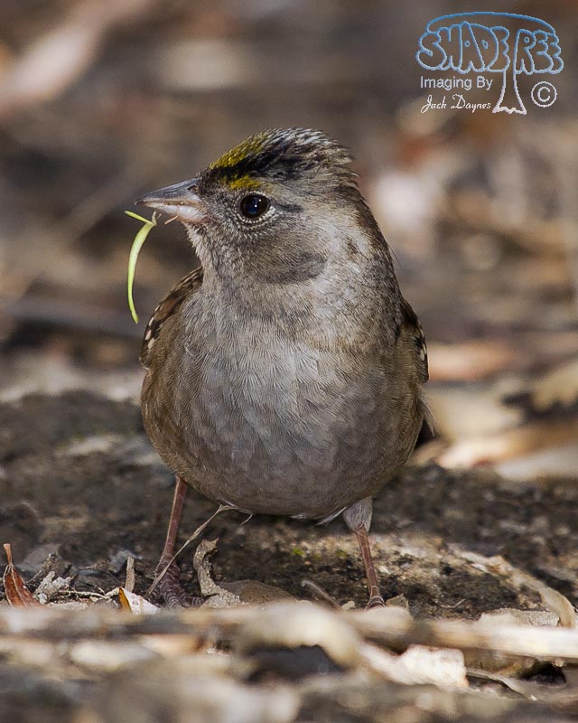 Golden-Crowned Sparrow - Zonotrichia atricapilla