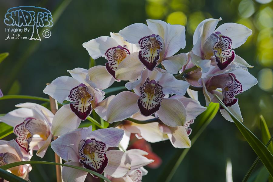 Orchid - Unknown