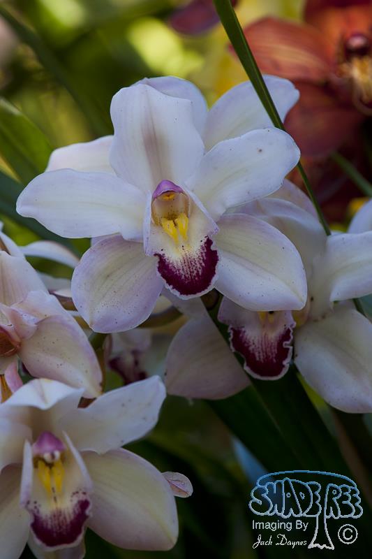 Orchid - Unknown