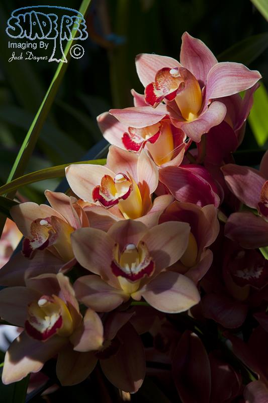 Orchid - Unknown