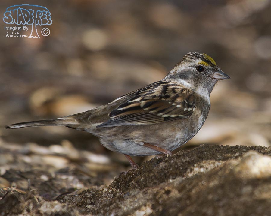 Golden-Crowned Sparrow - Zonotrichia atricapilla