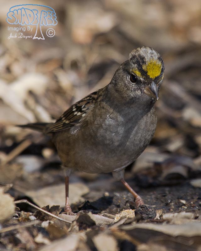 Golden-Crowned Sparrow - Zonotrichia atricapilla