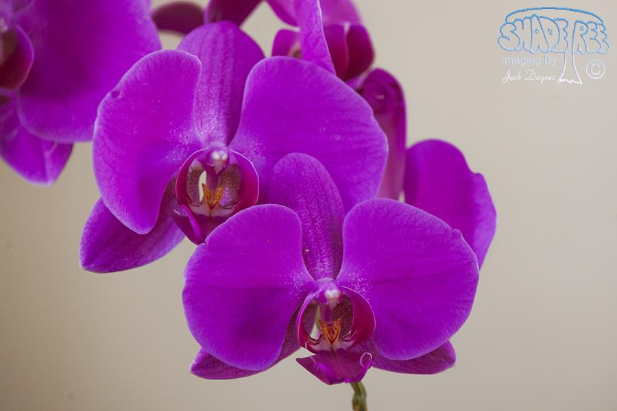 Orchid - Unknown