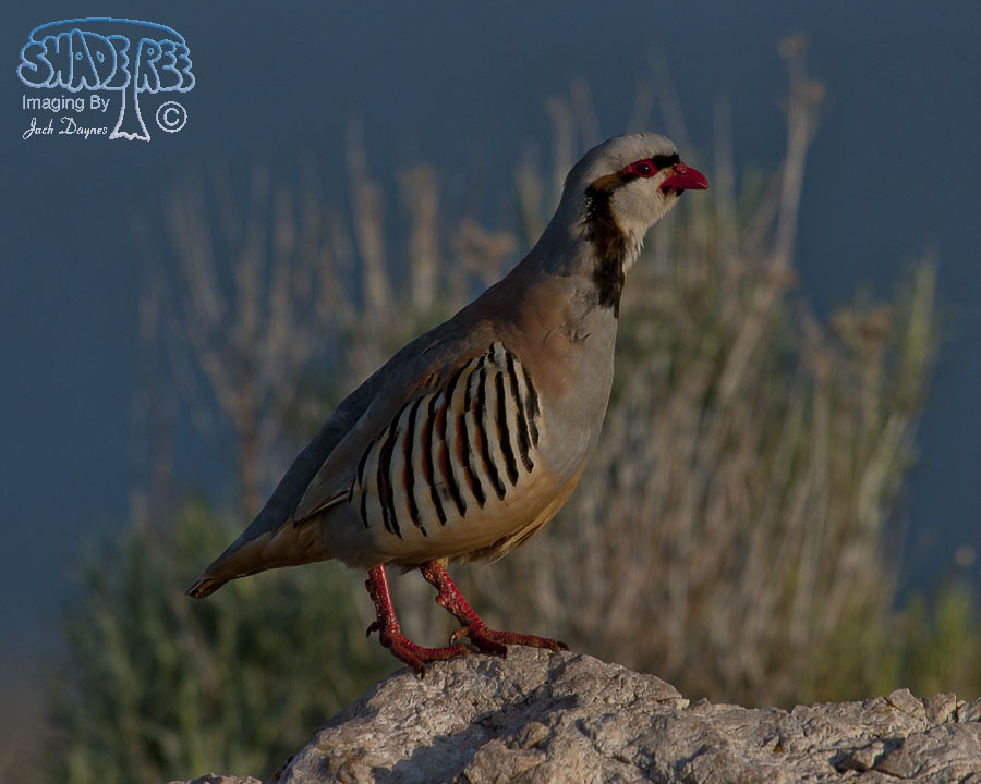 Chukar - Alectoris chukar