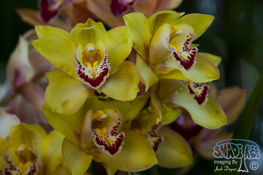 Orchid - Unknown