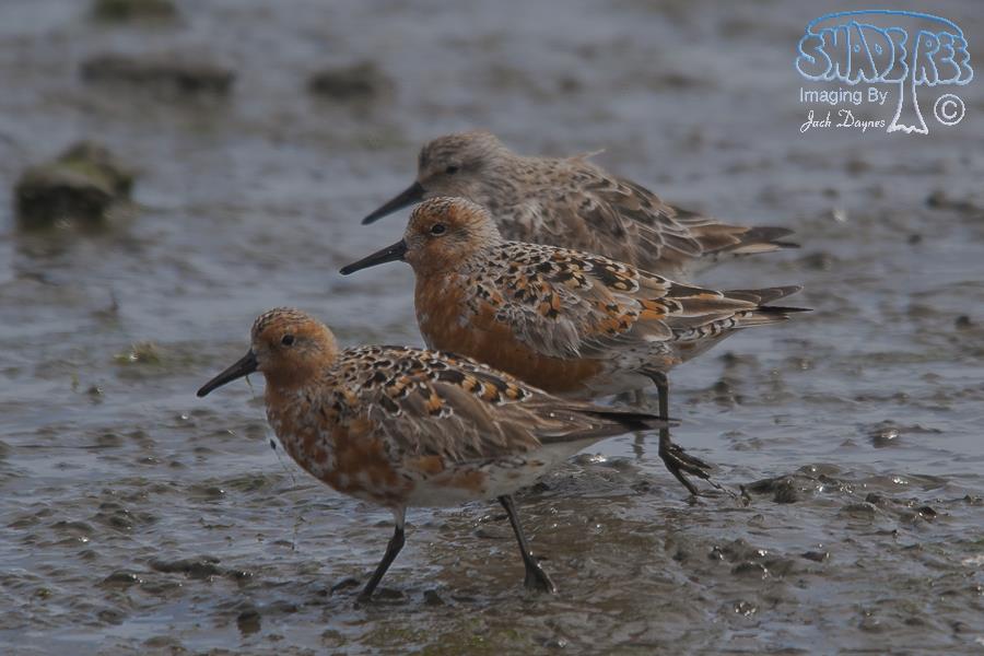 Red Knot - Calidris canutus