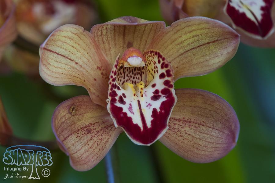 Orchid - Unknown